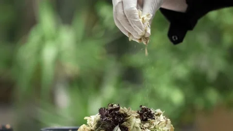 Food Preparation. Schef  Making Salad, Mixing Ingredients In Bowl 動画素材 237391669