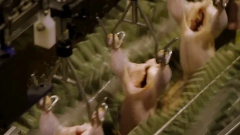 Food processing factory, chicken meat Stock Footage 70573177