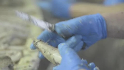 Food Processing Factory Fast Hands Peeling Fish Stock-Footage 232962971