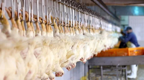 Food processing factory Stock Footage