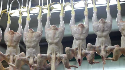 Food processing factory Stock Footage 3526554