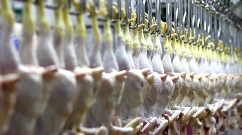 Food processing factory Video stock 3527591