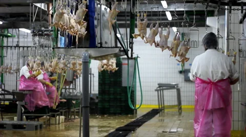 Food processing factory Stock Footage