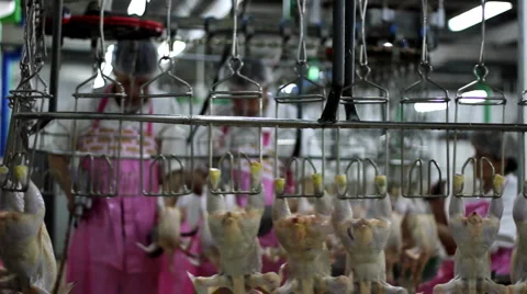 Food processing factory Stock Footage 3532106