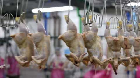 Food processing factory Stock Footage 5154126