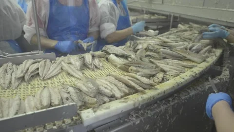 Food Processing Factory Hand Peeling Fish Stock-Footage 232962990
