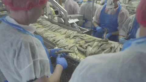 Food Processing Factory Peeling Fish Stock-Footage 232962989