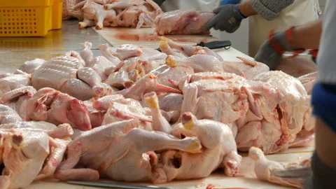 Food processing plant, chicken meat Stock Footage 86165258
