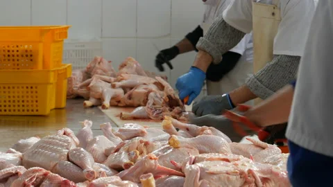 Food processing plant, chicken meat. team of workers cut chicken Stock Footage 86166346