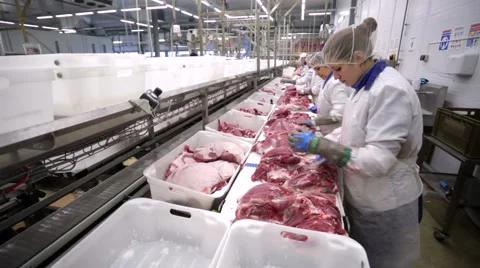 Food processing plant, pig meat. Видео 60635600
