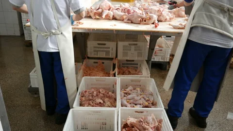 Food processing plant. team of workers cut chicken and sort meat into boxes Stock Footage 86166265