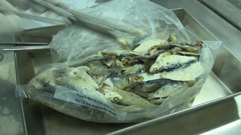Food Safety Lab Sample Prep Inspection Of Dried Anchovy Stock Footage 345048529