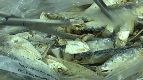 Food Safety Lab Sample Prep Cutting Dried Fish With Scissors Stock Footage 345048530