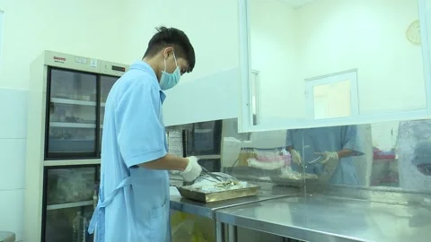 Food Safety Lab Sample Prep Male Technician Handling Fish Sample Stock Footage 345048540