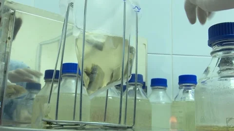 Food Safety Lab Sample Prep Low Angle Pouring Media Into Bag Stock Footage 345048556