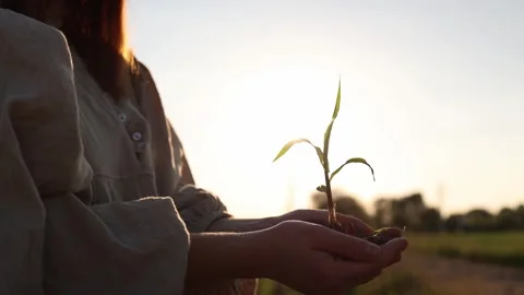 Food security begins here Stock Footage 337941695