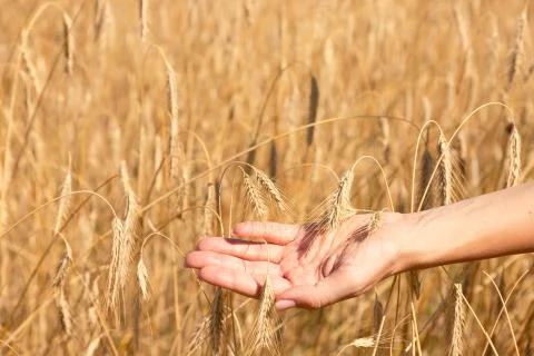 Food security in the world, a global problem, hunger, children must help, poo Stock Photos