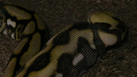 A food shaped lump in a reticulated python belly Stock Footage 150820473
