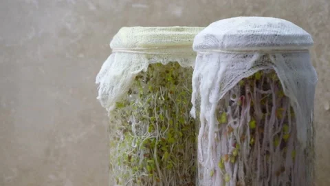Food Sprouts00601049 Video stock 152775112