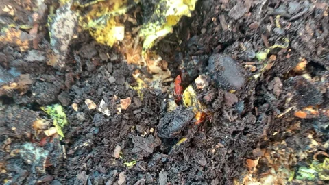 Food waste composting Stock Footage 262828842