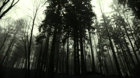 Foogy trees static Stock Footage 600091