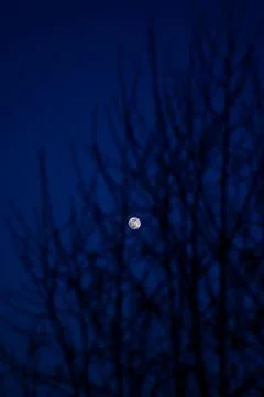 Fool moon at night, blue sky, moon in the tree Stock Photos