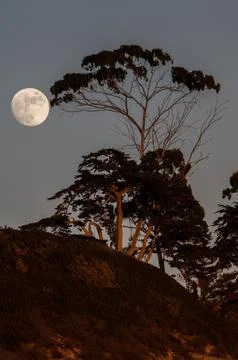 Fool moon rising over trees Stock Photos