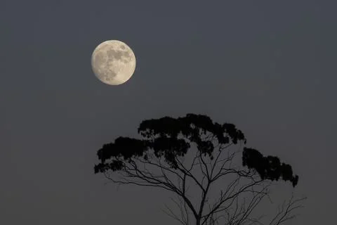 Fool moon rising over trees Stock Photos