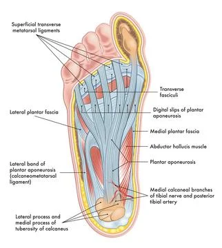 Foot anatomy Stock Illustration