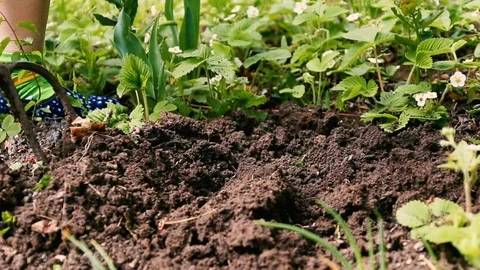 Foot and arm using a garden fork to dig into a patch of soil and turn it over, r Stock Footage 108143914