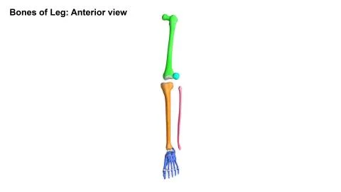Foot Anterior view Stock Illustration