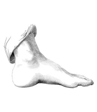 Foot, artwork Stock Illustration