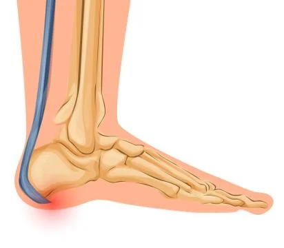 Foot Bone Anatomy Vector Illustration Medical art Stock Illustration