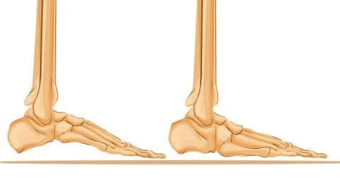 Foot Bone Anatomy Vector Illustration Medical art Stock Illustration