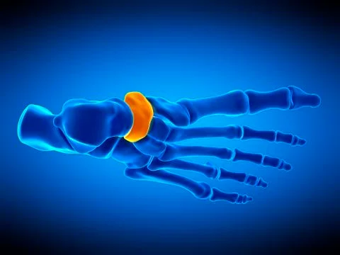 Foot bone, illustration Stock Illustration