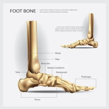 Foot Bone Vector Illustration Stock Illustration
