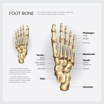 Foot Bone Vector Illustration Stock Illustration