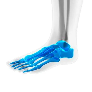 Foot bones; artwork Stock Illustration