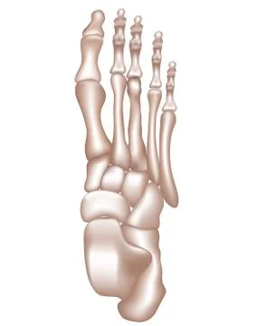 Foot bones Stock Illustration