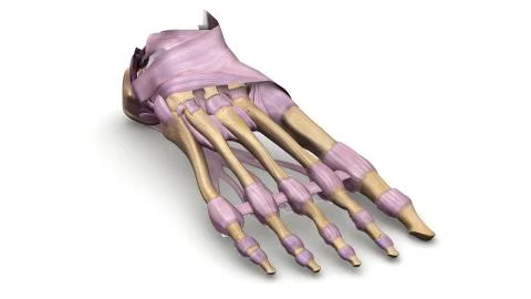 Foot bones with Ligaments perspective view Stock Illustration