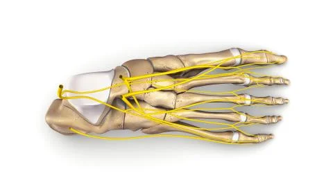 Foot bones with nerves top view Stock Illustration