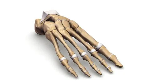 Foot bones perspective view Stock Illustration