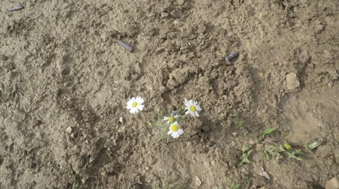 Foot in a boot stepping on a daisy. Flower crushed Video stock 68638569