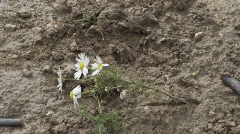 Foot in a boot stepping on a daisy. Flower crushed Video stock 68638780