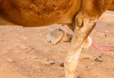 Foot of a camel Stock Photos