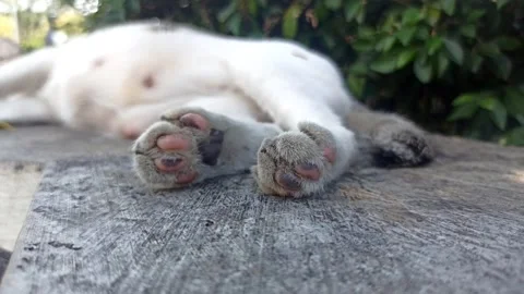 Foot cat Stockbeeldmateriaal 244109358