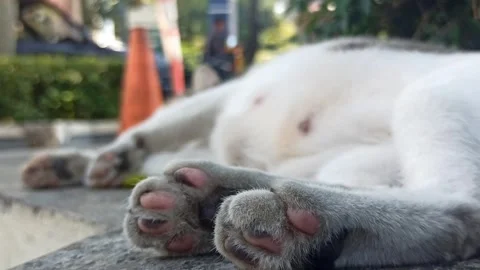 Foot cat Stockbeeldmateriaal 244109375