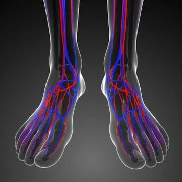 Foot circulatory system Stock Illustration