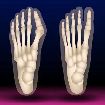 Foot Claw  Bone Stock Illustration