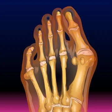 Foot Claw bones Stock Illustration